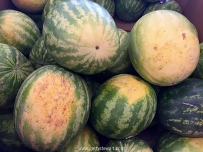 the resting spot on watermelons - watermarked
