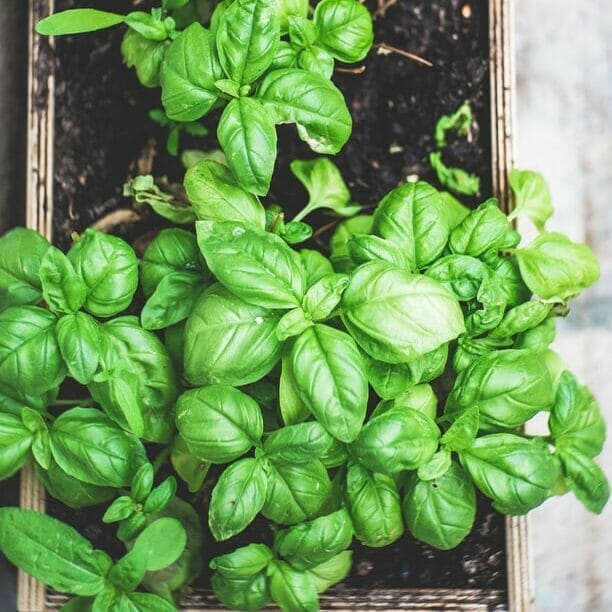 How to Preserve Basil