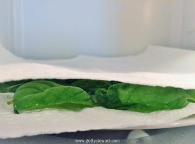 drying basil in microwave - watermarked