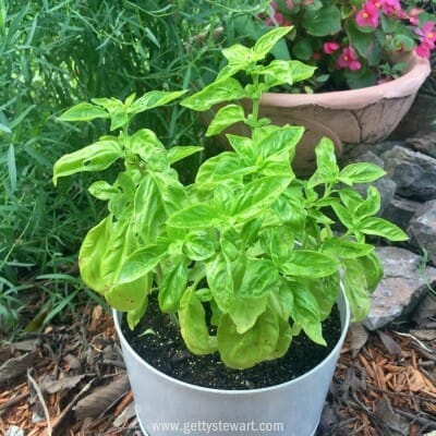 potted basil sq - watermarked