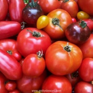 Canning Tomatoes Safely – Whole or Halved Peeled Tomatoes (Hot Pack with Water)
