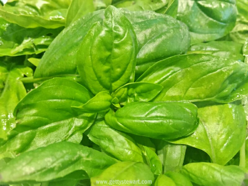 How to Store Fresh Basil