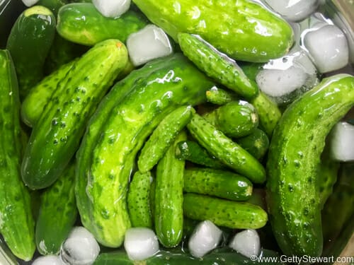 ice bath for cucumbers for pickles