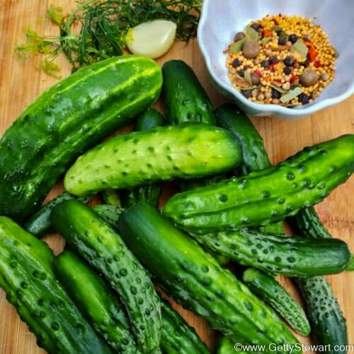 cucumbers for dill pickles