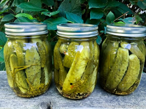 dill pickle jars 3 w