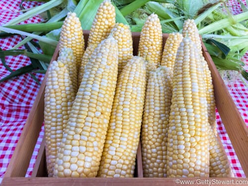 batch of corn