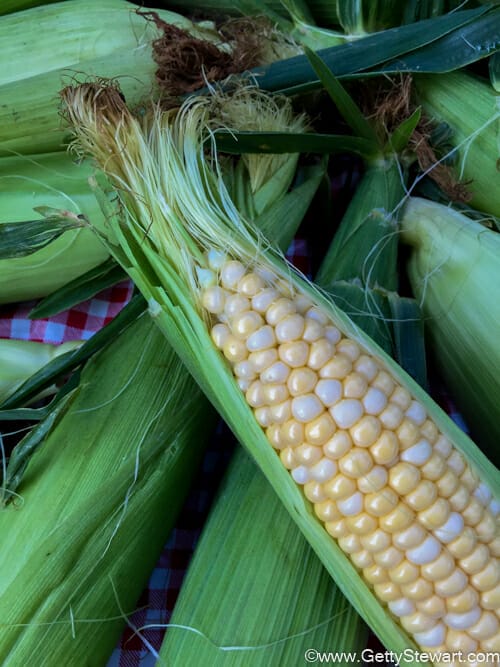 selecting corn