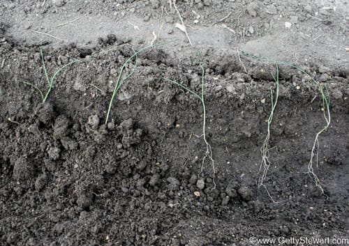 How to Plant Leeks in the Garden - GettyStewart.com