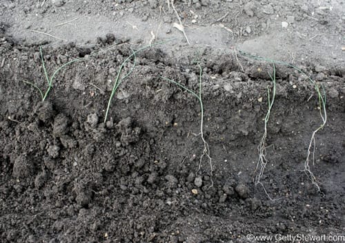 how to plant leeks cover roots