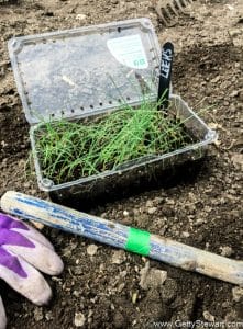 How to Plant Leeks in the Garden