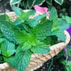 How to Harvest Mint – Prune, Dry, Enjoy Your Mint