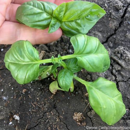 How to Cut Basil for a Full Harvest All Season Long