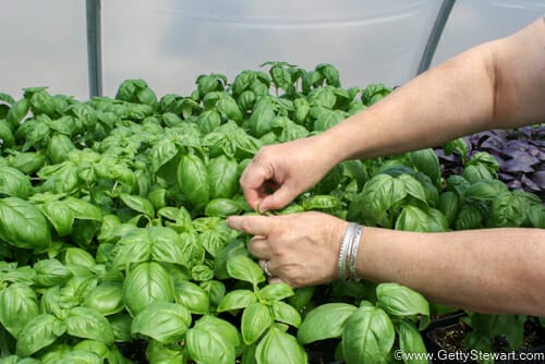 pruning basil in the green house