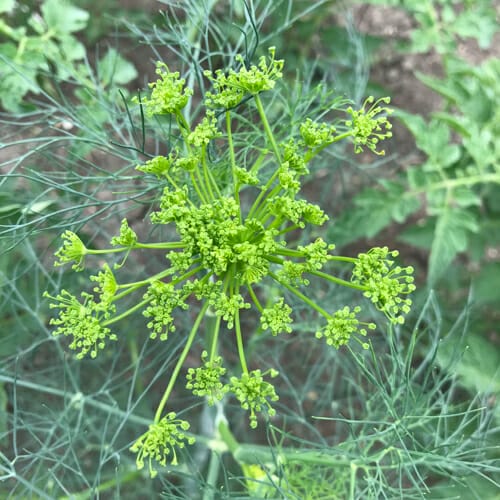 harvest and freeze dill