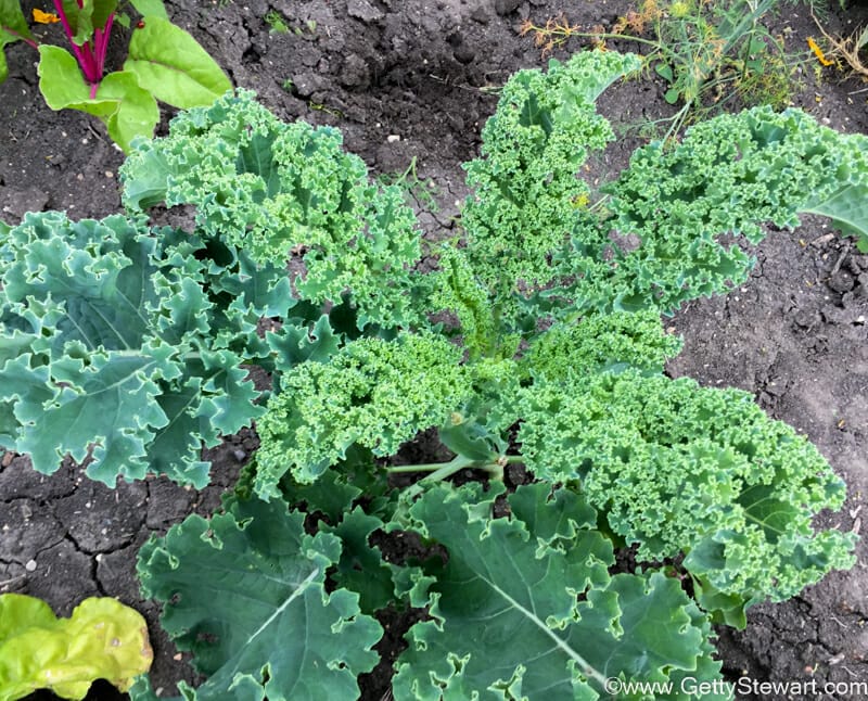 kale in garden