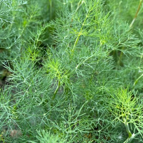 young dill in garden