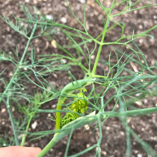 harvest and freeze dill
