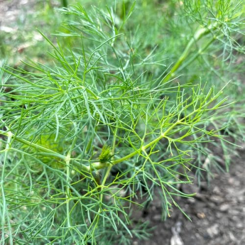 tender young dill in garden