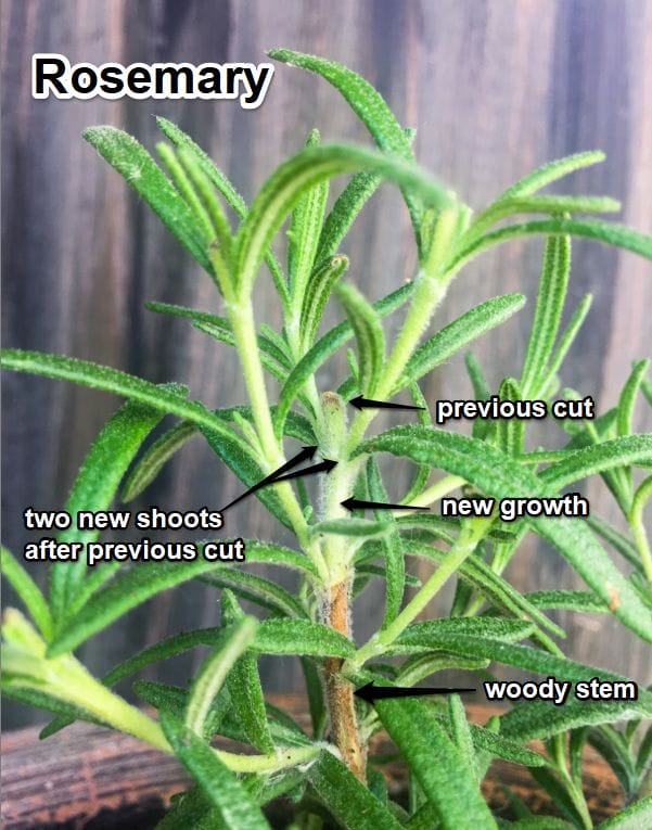rosemary pruning explained