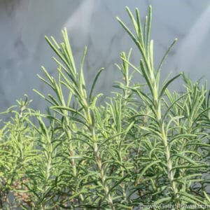 How to Cut and Dry Rosemary