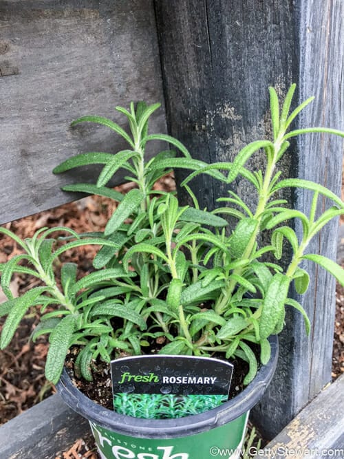 rosemary from the nursery centre