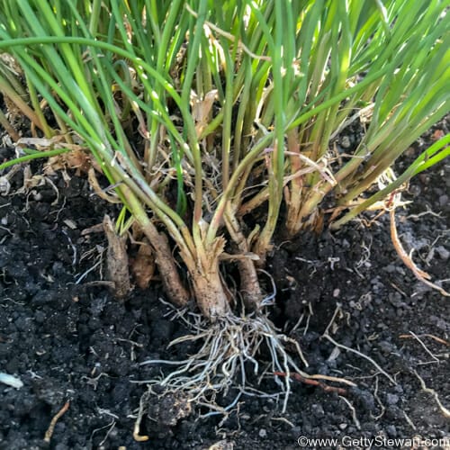 chives roots