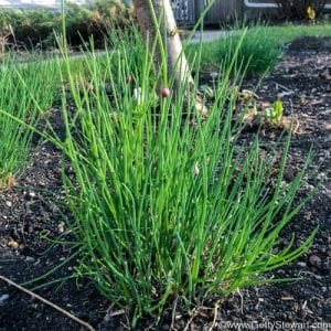 Chives, A Classic, Easy to Grow Garden Herb