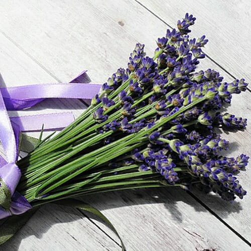 Lavender - An Aromatic Herb Perfect for Gifts From the Kitchen