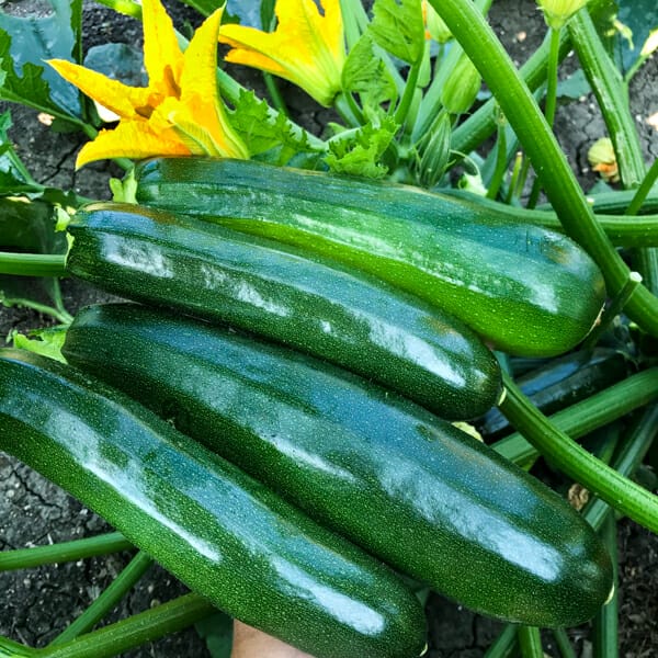 beautiful zucchini from garden