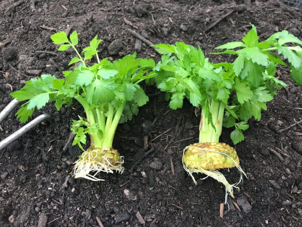 good roots on celery