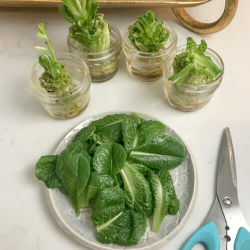 lettuce cut