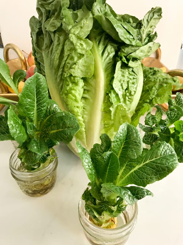 compare regrown lettuce to store bought