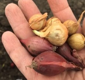 How to Plant Onions and Get Big Bulbs