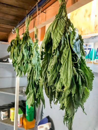 stinging nettle hanging to dry