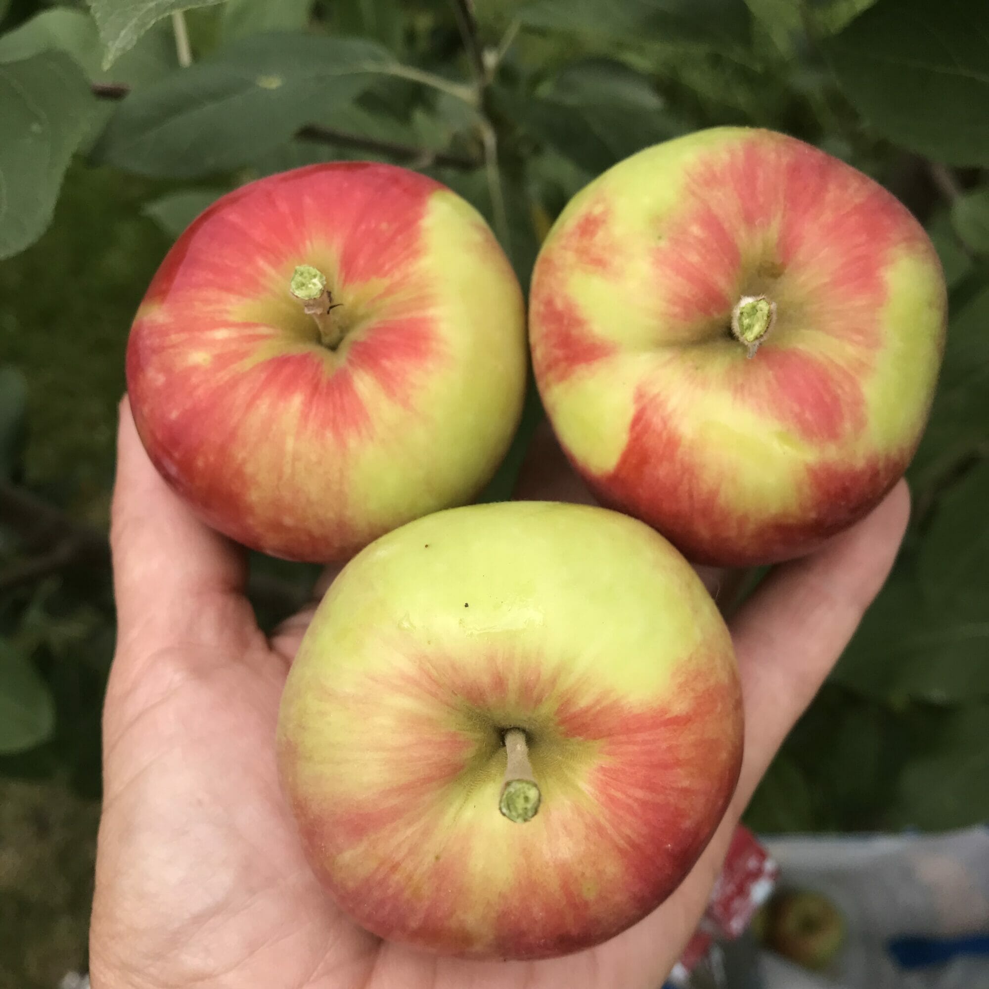 Fuji Apples Are Ready! Tomatoes Still Available but Winding Down