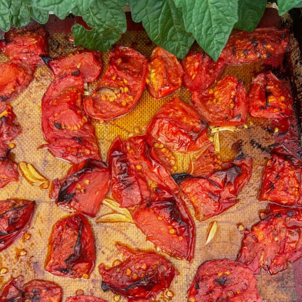 roasted slicing tomatoes with garlic and seasoning on baking sheet slightly charred with tomato leaves
