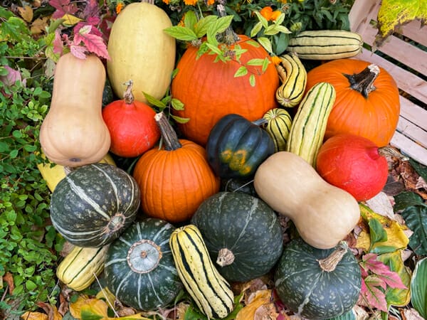 variety of squash in leaves