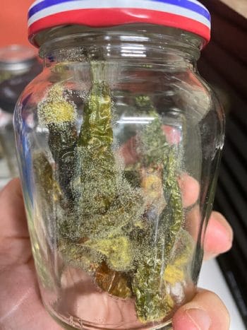 moldy hot peppers in jar