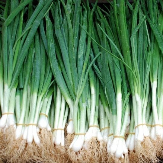 bunches of green onions
