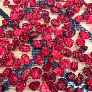 dried cranberries on mesh