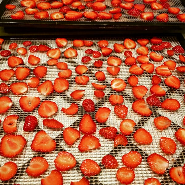 tray with strawberry slices into a food dehydrator machine Stock