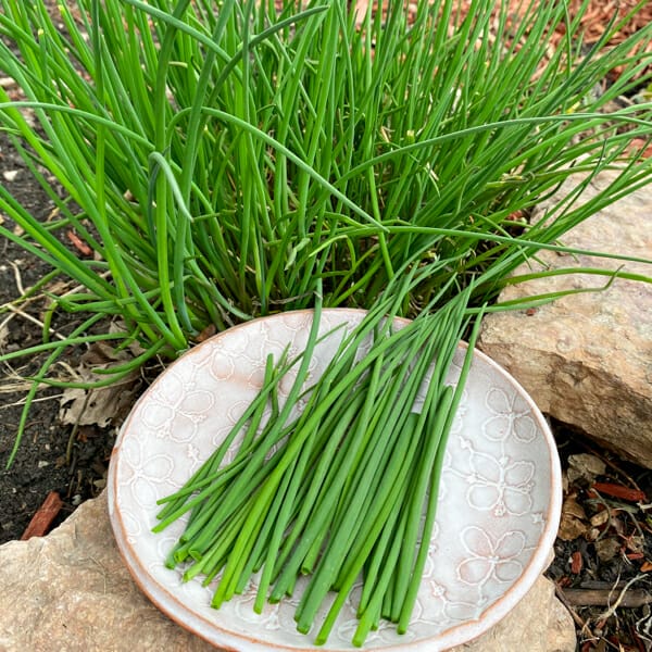 chives on plate in front of plant