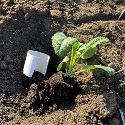 kale transplant in soil