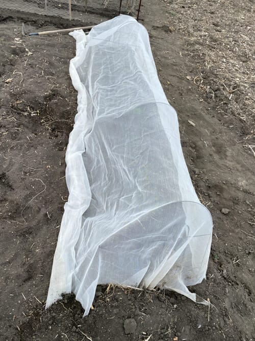kale under row cover