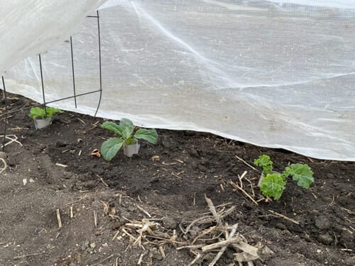 kale with collars planted under row cover