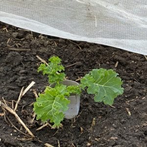 How to Plant Kale in the Garden