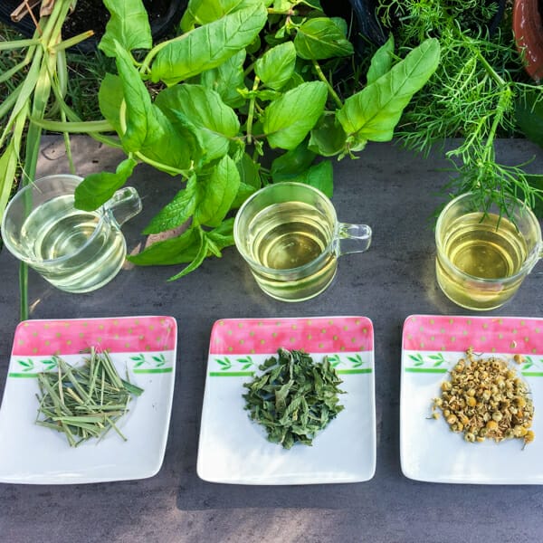 Tea Thermos Brew – Top Tree Herbs