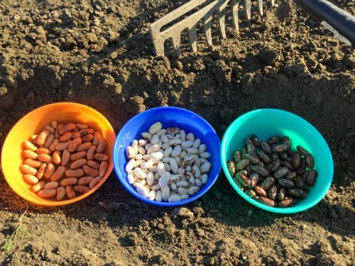 three types of bean seeds