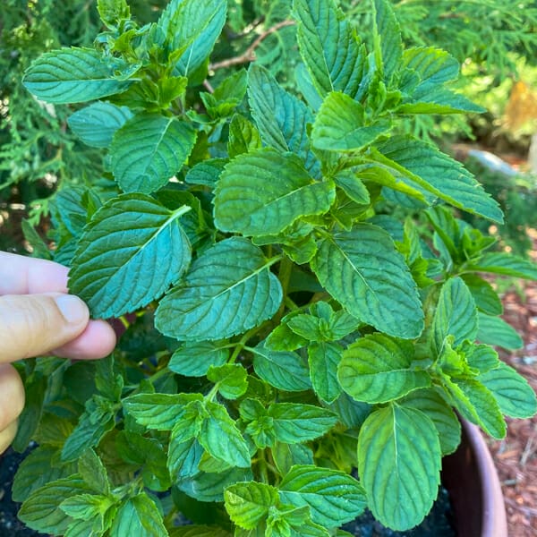plucking mint leaves