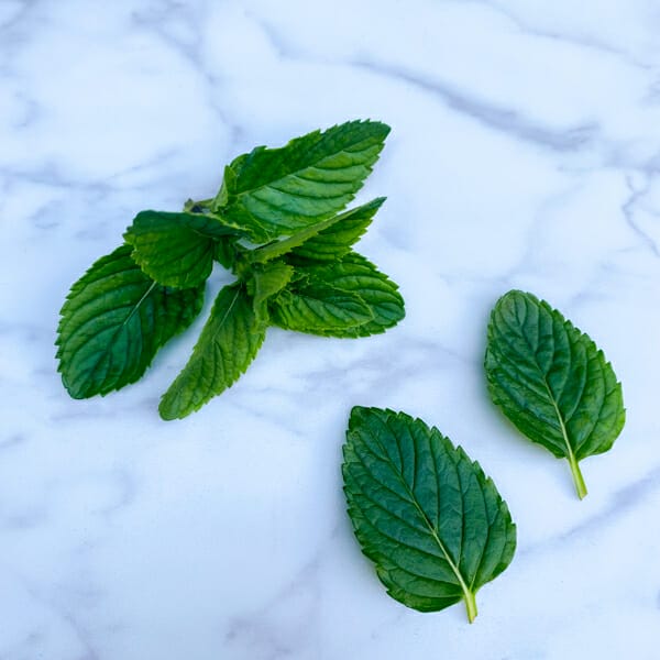 mint tip and leaves